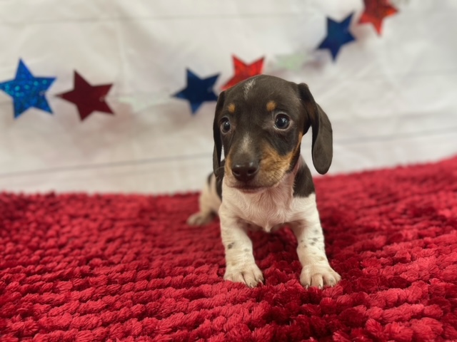 puppy, for, sale, Dachshund, Alisa  Breedlove, dog, breeder, Waynesville, MO, dog-breeder, puppy-for-sale, forsale, nearby, find, puppyfind, locator, puppylocator, aca